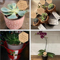 Wooden Plant Label Succulent Tag Plant Sign