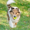 Mini Fetch Tennis Balls For Dogs