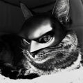 Bat Cat Avenger Mask