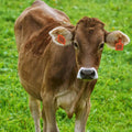 Large Livestock/Cattle Ear Tags