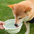 23 Oz Pet Collapsible Dog Bowls