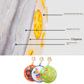 12 Inch Round Insulated & Microwavable Tortilla Warmer Pouch
