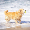 Tennis Ball Fetch Dog Toy