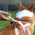 Dog Traction Rope Harness Leash