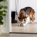 12 Oz Stainless Steel Pet Feeding Bowl