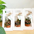 Planter Holder/ Craft Paper Gift Bag/ Potted Plant Packaging