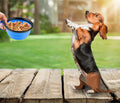 Portable Silicone Collapsible Pet Bowls