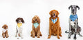 Dog Bandanas