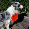 Portable Collapsible Pet Bowl