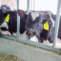 Large Livestock Ear Tags