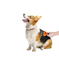 Large Pet De-Shedding Brush