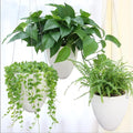 Eggshell Self Watering Hanging Planters