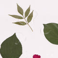 Plant Specimen Collection Book