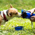 2-in-1 Pet Water & Food Cup with Collapsible Bowl