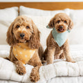 Dog Bandanas
