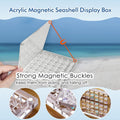Acrylic Magnetic Seashell Display Box